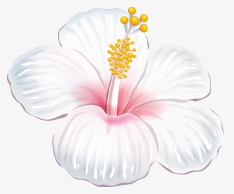 Cafepress White Hibiscus Iphone 6 Slim Case - Flores Moana Png, Transparent Png, Free Download