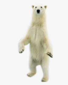 Standing Bear Png Download - Polar Bear Standing Png, Transparent Png, Free Download