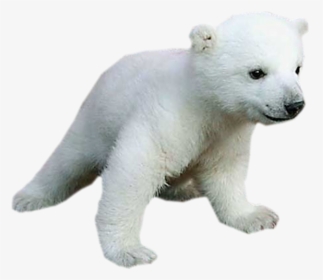 Polar Bear Baby Animals For Kids - Png Polar Bear Transparent Baby, Png Download, Free Download