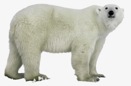 Polar Figure,terrestrial Animal,polar - Transparent Background Polar Bear Png, Png Download, Free Download