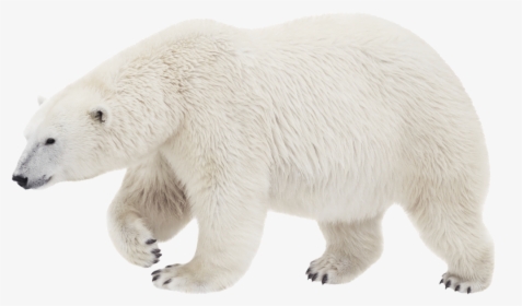 Polar Bear Brown Bear Stock Photography Transparency - Белый Медведь В Пнг, HD Png Download, Free Download