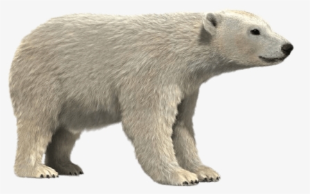 Polar Bear 3d Model - Realistic Polar Bear Cartoon, HD Png Download, Free Download