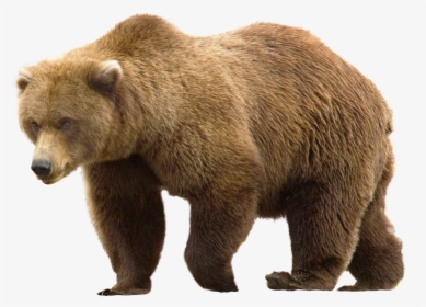 Free Images Toppng Transparent - Bear Png, Png Download, Free Download