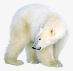 Polar Bear Clip Art - Polar Bear, HD Png Download, Free Download