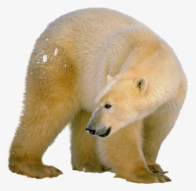 Polar White Bear Png - Polar Bear Adoptions, Transparent Png, Free Download
