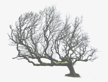 Tree Png Leaning Tree - Dead Tree Png Transparent, Png Download, Free Download