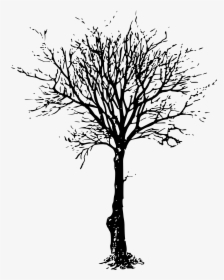 Tree Branch Drawing Clip Art - Dead Tree Drawing Png, Transparent Png, Free Download