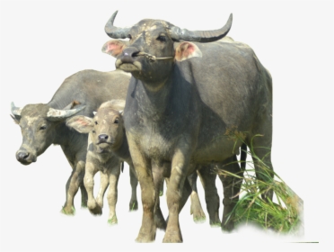 Ox Animal Png File - Buffalo Png, Transparent Png, Free Download
