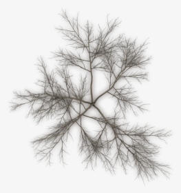 Top Of Pine Png - Dead Tree Top Png, Transparent Png, Free Download