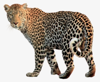 Jaguar, Predator, Wilderness, Zoo, Animal World - Animal Siruthai Painting  Hd, HD Png Download - kindpng