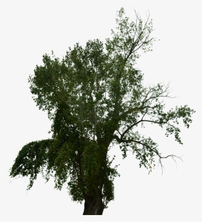 Dead Tree, Dead Tree With No Background, Halloween - Pond Pine, HD Png Download, Free Download