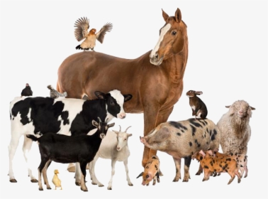 Group Of Farm Animals, HD Png Download, Free Download