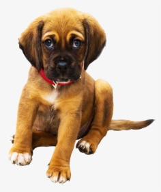 Como Matar Um Cachorro, HD Png Download, Free Download