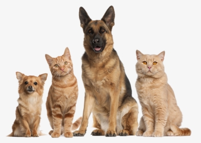 Group Of Dogs And Cats Sitting In Front Of White Background - Pink Zebra Air Care Recipes, HD Png Download, Free Download