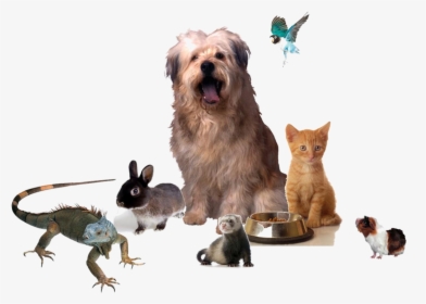 Different Kinds Of Pets Png, Transparent Png, Free Download