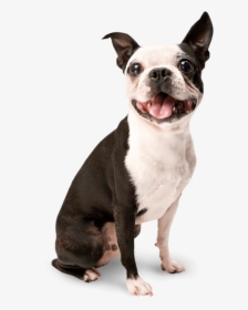 Isolated Dog, HD Png Download, Free Download