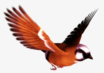 Bird Png - Transparent Bird Png, Png Download, Free Download