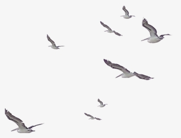 #watercolor #birds #flock #flying #flight #nature #soar - Birds Flying Watercolor Png, Transparent Png, Free Download