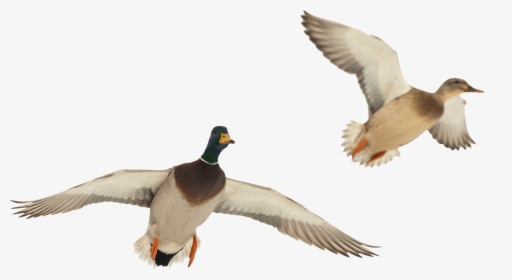 Transparent Duck Hunting Clipart - Flying Duck Transparent Background, HD Png Download, Free Download