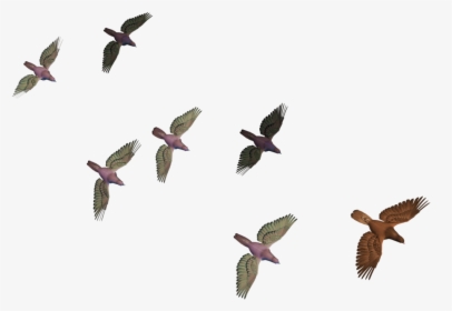 Transparent Crows Clipart - Flying Birds Images Hd Png, Png Download, Free Download