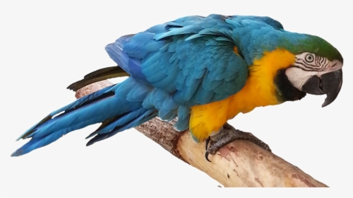 Blue Parrot Png Free Download - Parrot Png, Transparent Png, Free Download