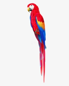 Parrot Images Png Images Free Transparent Parrot Images Download Kindpng - parrot wings roblox free