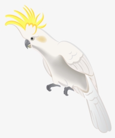 White Parrot Png Clip Art, Transparent Png, Free Download