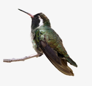 Flying Birds Png - Anna's Hummingbird Transparent, Png Download, Free Download