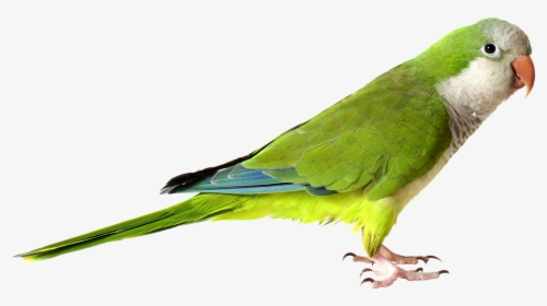 Royaltyfree Rf Parrot Clipart Illustrations Vector,free - Parrot Png, Transparent Png, Free Download