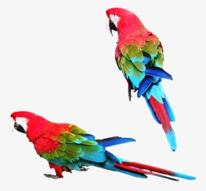 Colorful Parrot Png Image - Macaw, Transparent Png, Free Download