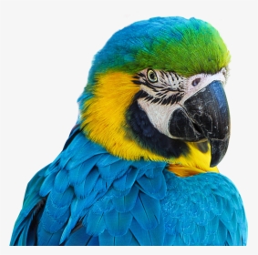 Parrot Png Image - Parrot Blue Png, Transparent Png, Free Download