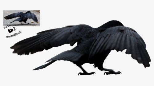 Cut-out Stock Png - Crow Protecting, Transparent Png, Free Download