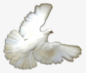 White Doves Png - Pigeons And Doves, Transparent Png, Free Download