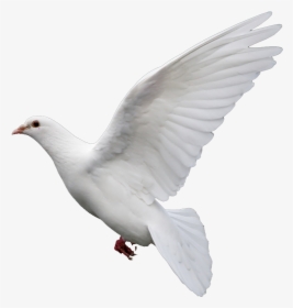 Rock Dove Columbidae Goose Doves As Symbols - Png Kabutar, Transparent Png, Free Download