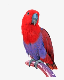 Lion And A Parrot, HD Png Download, Free Download