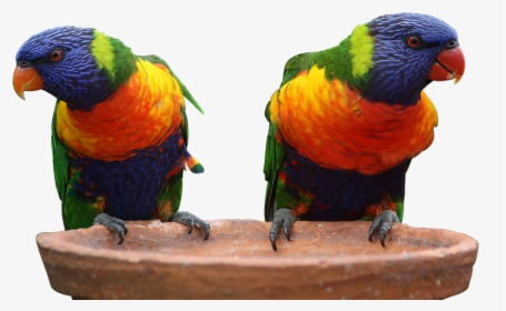 Two Multi Colors Parrots Png Image - Blue Green And Orange Parrot, Transparent Png, Free Download
