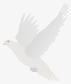 Doves Clipart Feather - Stock Dove, HD Png Download, Free Download