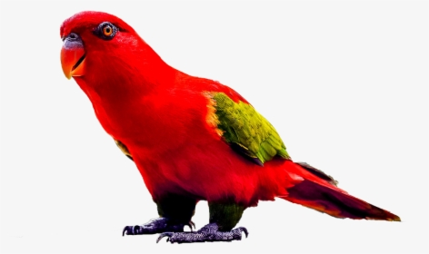 Download Parrot Png Transparent Images Transparent - Parrots, Png Download, Free Download
