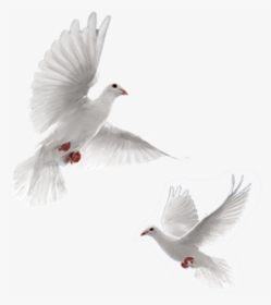 Rock Dove Columbidae 54 Cards Doves As Symbols - Tapash Editz Background Png, Transparent Png, Free Download