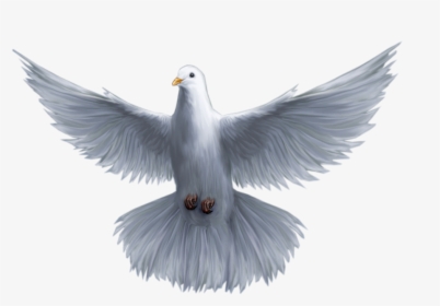 Holy God Pomba Saint Spirit Trinity Clipart - Holy Spirit Dove Png, Transparent Png, Free Download