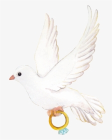 Wedding Pigeon Png, Transparent Png, Free Download