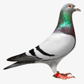 Pigeon Png Transparent Png , Png Download - Racing Pigeon Png, Png Download, Free Download