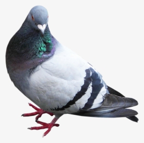 Transparent Dove Png Transparent Background - Transparent Background Pigeon Png, Png Download, Free Download