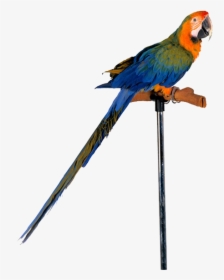 Parrot Png Free Images - Wild Parrot Feeder, Transparent Png, Free Download
