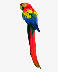 Parrot Png Free Download - Parrot Png, Transparent Png, Free Download