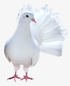 Pigeons And Doves , Png Download - Seabird, Transparent Png, Free Download