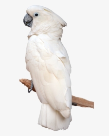 Parrot, Artwork, Painting, Birds, Stock Photos, Sculptures, - Parrot White, HD Png Download, Free Download