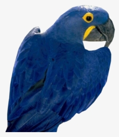 Blue Parrot Free Png Image - Blue Parrot Png, Transparent Png, Free Download