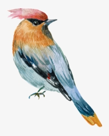 Hand Painted A Rare Parrot Png Transparent - European Robin, Png Download, Free Download