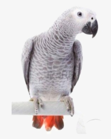 White And Grey Parrot, HD Png Download, Free Download